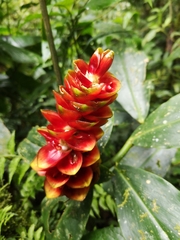 Costus woodsonii