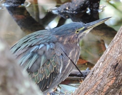 Butorides virescens image