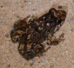 Crinia pseudinsignifera