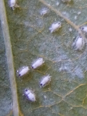 Siphoninus phillyreae