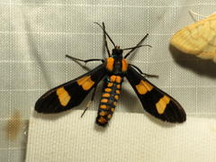 Phoenicoprocta hampsonii