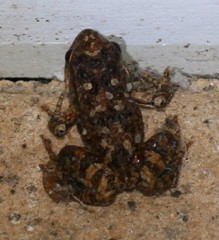 Crinia pseudinsignifera