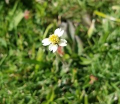 Tridax procumbens image