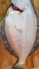 Lepidopsetta