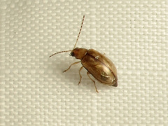 Metrioidea