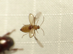 Metrioidea