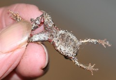 Crinia pseudinsignifera