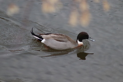 Anas platyrhynchos × acuta