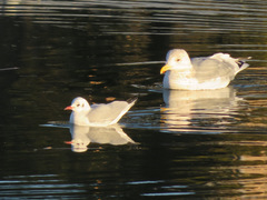 Larus argentatus vegae