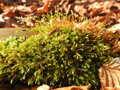 Herzogiella seligeri