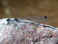 Argia tonto