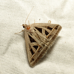Callistege diagonalis