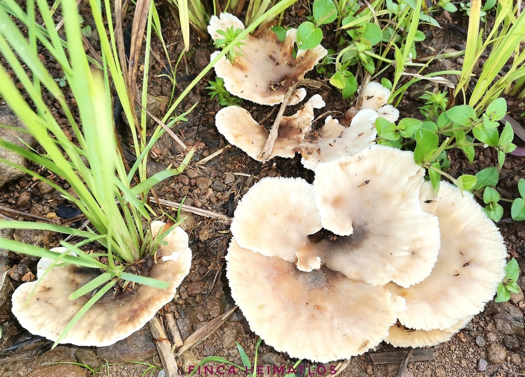 Cymatoderma dendriticum · December 2020 · photo: © heimatlos (iNaturalist, cc0)