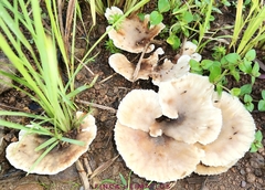 Cymatoderma dendriticum