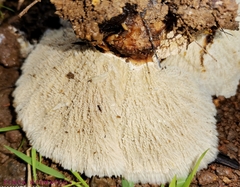 Cymatoderma dendriticum