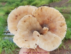 Cymatoderma dendriticum