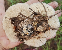 Cymatoderma dendriticum