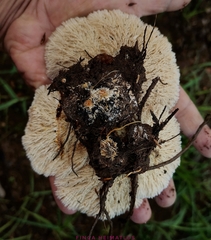 Cymatoderma dendriticum