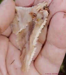 Cymatoderma dendriticum