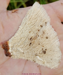 Cymatoderma dendriticum