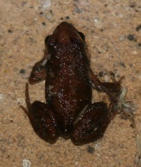 Crinia pseudinsignifera