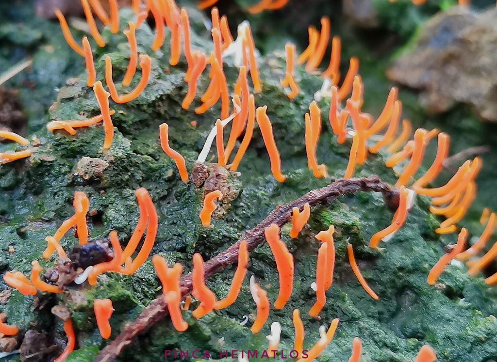Sulzbacheromyces caatingae · December 2020 · photo: © heimatlos (iNaturalist, cc0)