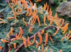 Sulzbacheromyces caatingae