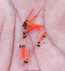 Sulzbacheromyces caatingae