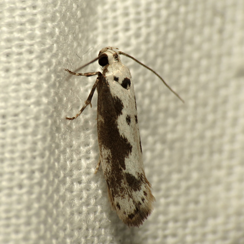 Ethmia hodgesella photo 5