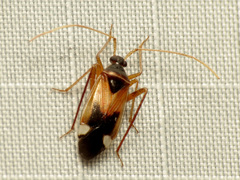 Eustictus