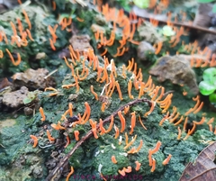 Sulzbacheromyces caatingae