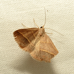 Hemeroplanis parallela