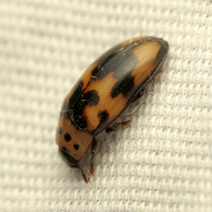 Ischyrus quadripunctatus