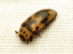 Ischyrus quadripunctatus