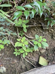 Peperomia myrtifolia