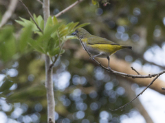 Euphonia trinitatis