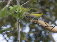 Euphonia trinitatis