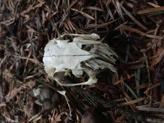 Sylvilagus floridanus