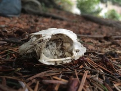 Sylvilagus floridanus