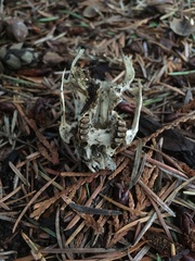 Sylvilagus floridanus