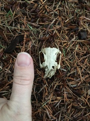 Sylvilagus floridanus