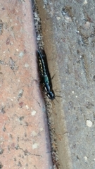 Thyreocephalus