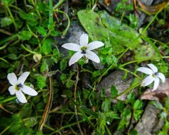 Lobelia pedunculata