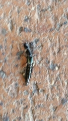 Thyreocephalus