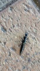 Thyreocephalus