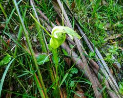 Pterostylis falcata