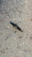 Thyreocephalus