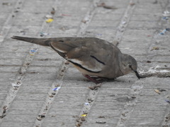 Columbina picui