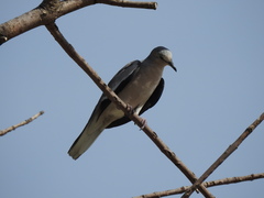 Columbina picui