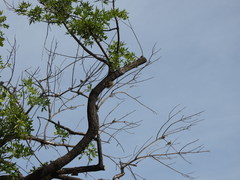 Columbina picui